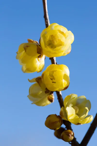 黄色の梅の花 — ストック写真