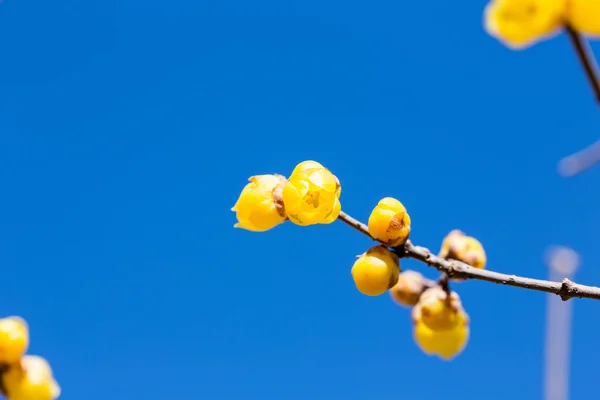 黄色の梅の花 — ストック写真