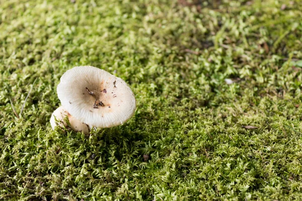 Paddenstoel — Stockfoto