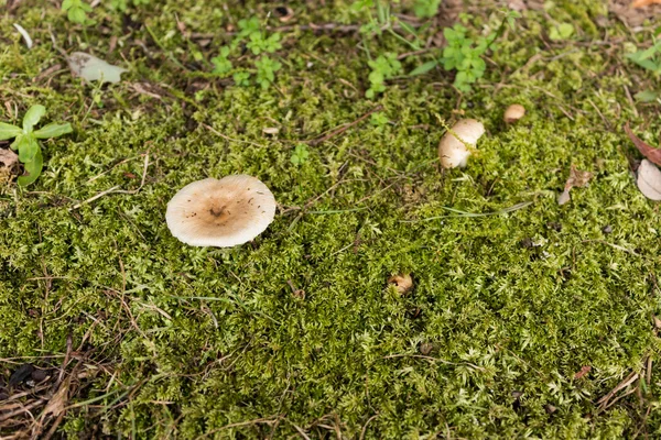 Paddenstoel — Stockfoto