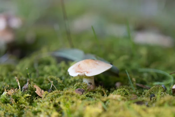 Paddenstoel — Stockfoto