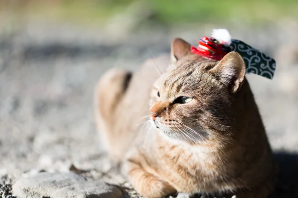 Бродячая кошка — стоковое фото