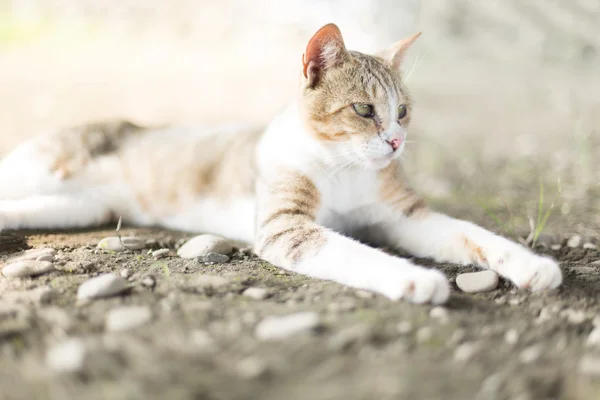 Toulavá kočka — Stock fotografie