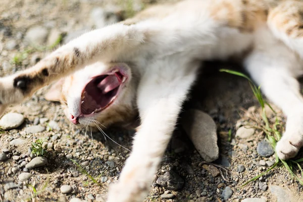 Gato selvagem — Fotografia de Stock