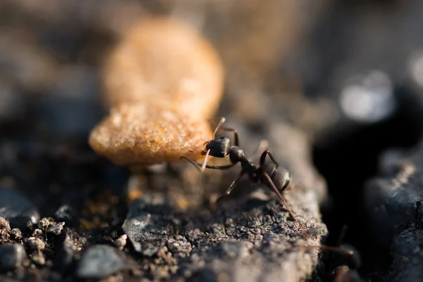 Ants — Stock Photo, Image