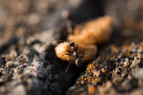 Ants — Stock Photo, Image