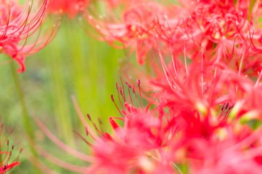 Lycoris