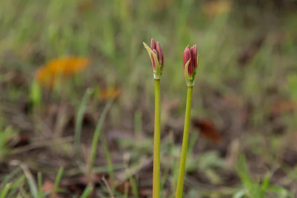 Lycoris — Stock Photo, Image