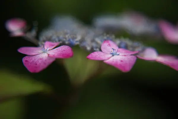 Hortensia — Foto de Stock