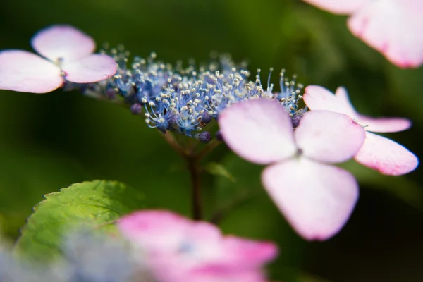 Hortensia — Stockfoto