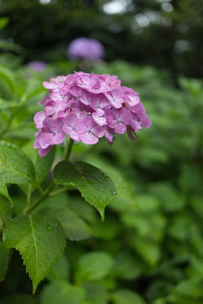 绣球花 — 图库照片