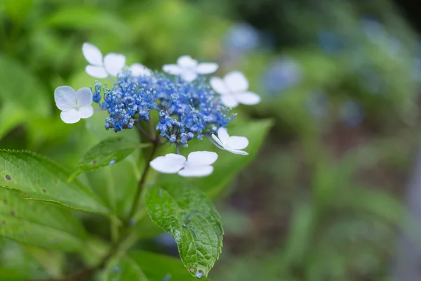 Hortensia — Stockfoto