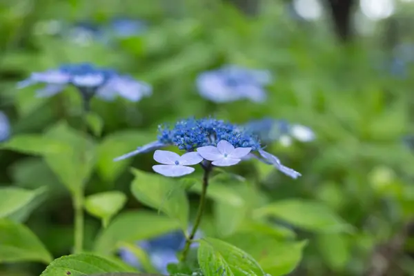 Hortensia — Stockfoto