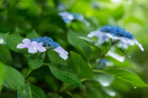 Hortensia — Stockfoto