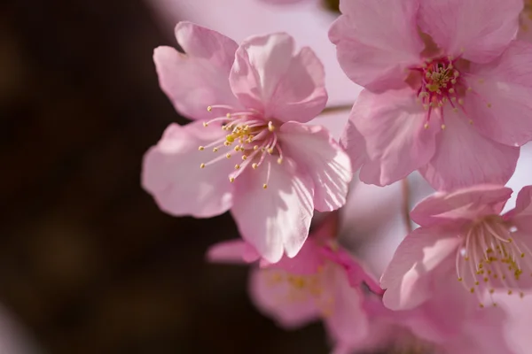 桜 — ストック写真