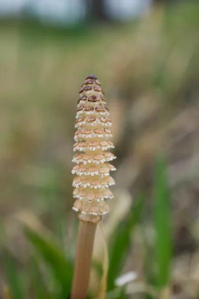 Horsetail — Stock Photo, Image