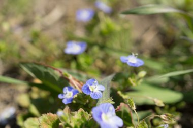 nemophila