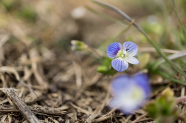 nemophila