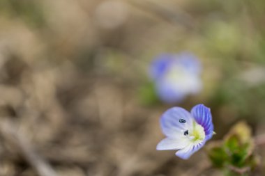 nemophila