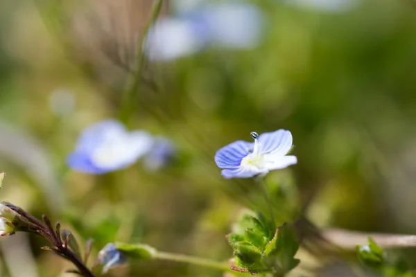 Nemophila — Stock Fotó