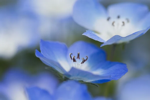 Nemophila — Stockfoto