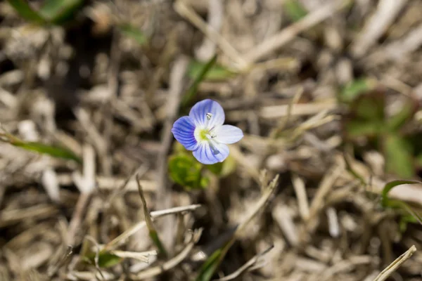 Nemophila — Stock Photo, Image