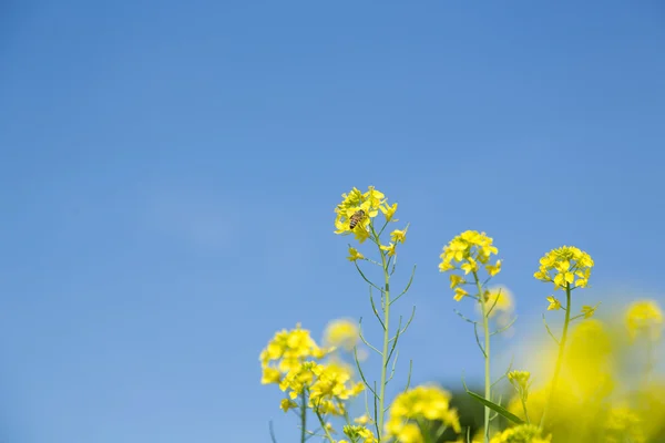 Field mustard — Stock Photo, Image