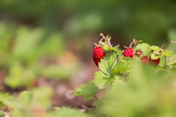 Walderdbeere — Stockfoto