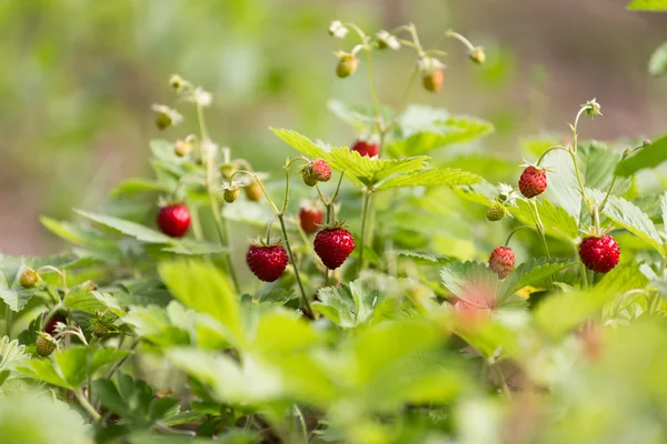野草莓 — 图库照片
