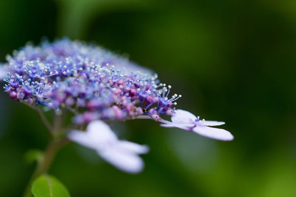 Hortensien — Stockfoto