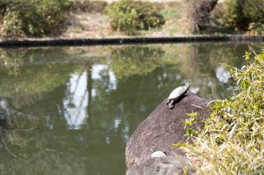 Bu kaplumbağa bir sürüngen olduğunu.