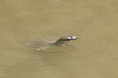 Bu kaplumbağa bir sürüngen olduğunu.