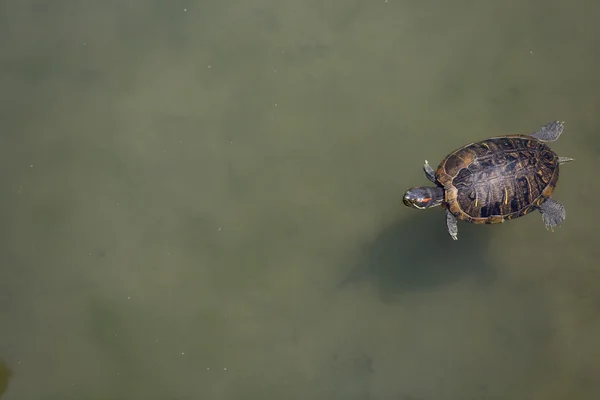 Deze schildpad is een reptiel. — Stockfoto