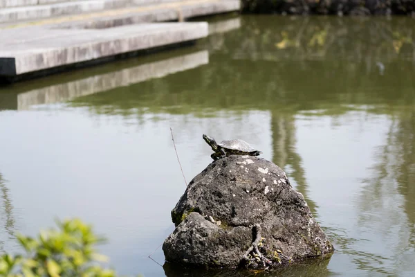 Ten żółw jest gad. — Zdjęcie stockowe
