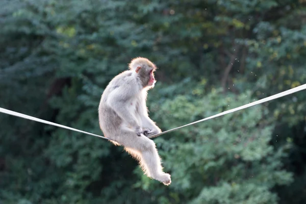 Este macaco japonês — Fotografia de Stock
