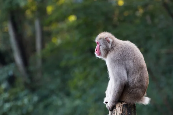 Αυτή η ιαπωνική macaque — Φωτογραφία Αρχείου