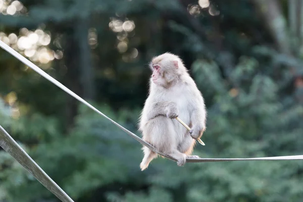 Este macaco japonés — Foto de Stock