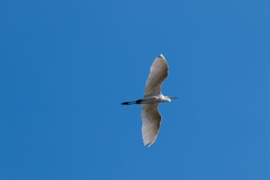 gökyüzünde balıkçıl