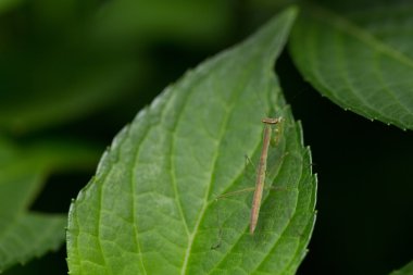 Bu böcek praying mantis olduğunu.