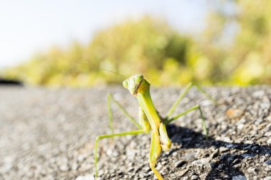 Bu böcek praying mantis olduğunu.