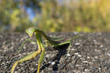 Bu böcek praying mantis olduğunu.
