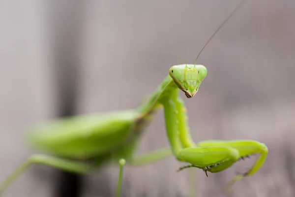 Dit insect is de praying mantis. — Stockfoto