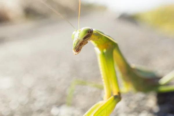 Dit insect is de praying mantis. — Stockfoto