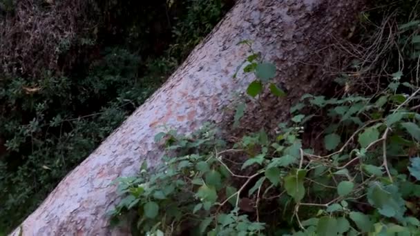 Arbre Tombé Sur Montagne Tronc Avec Des Racines Sol — Video