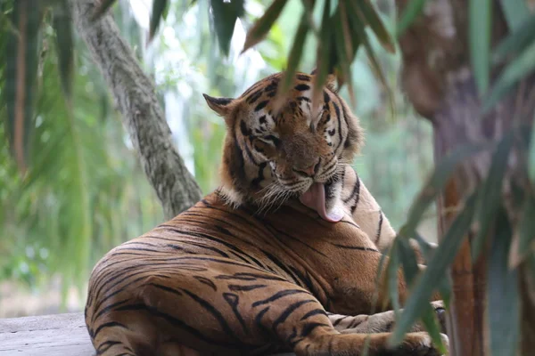 Tigre Está Relajando — Foto de Stock