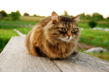 Çimen Köyü arka plan, bir bankta yalan kedi