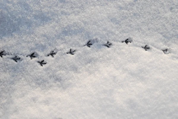 Vestígios de um pombo na neve à luz do sol. Inverno — Fotografia de Stock