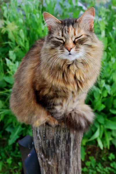 Gato cinzento satisfeito sentado na madeira no fundo da grama — Fotografia de Stock