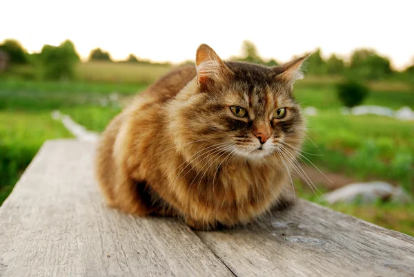 Çimen Köyü arka plan, bir bankta yalan kedi