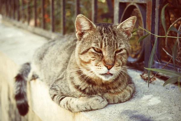 Gato deitado na fronteira no verão na Grécia — Fotografia de Stock